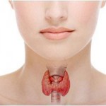 thyroid-3